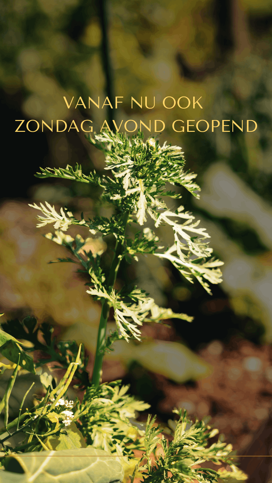 Zomer openingstijden